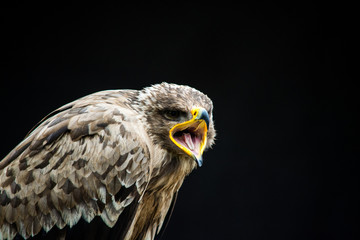bird of prey