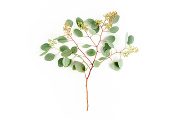 Green eucalyptus branch and leaves with fruits in the form of berries on white background. flat lay, top view. floral concept
