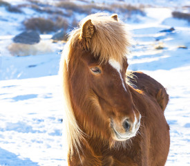 Obraz premium Portrait of Icelandic horse in winter