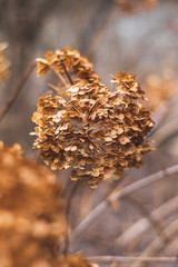 Fototapeta premium wild flowers on a background of blue sky