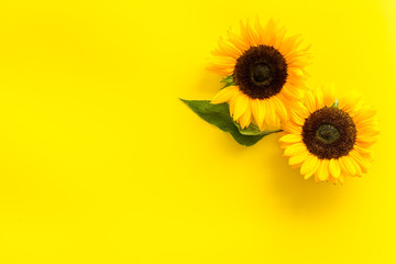 Sunflowers - two flowers and leaf -on yellow background top-down copy space