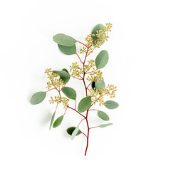 Green eucalyptus branch and leaves with fruits in the form of berries on white background. flat lay, top view. floral concept