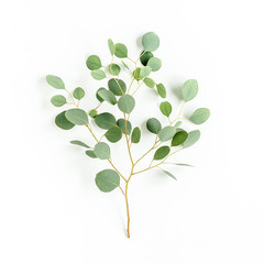 Obraz premium green branch eucalyptus on white background. flat lay, top view