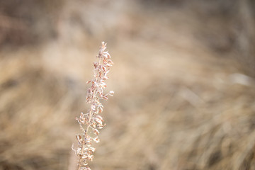 Beautiful tall plant in field in rural North Carolina with colorful bokeh
