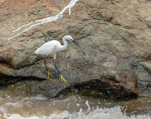 A little egret hunts in rapids in the Kruger National Park In South Africa image in horizontal format
