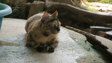 A cat on a concrete floor