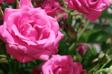 Pink rose flower on a background of pink roses flowers.