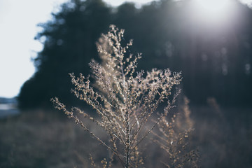 Beautiful tall plant in field in rural North Carolina with colorful bokeh