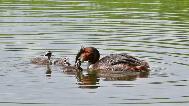 Great crested grebe with three chicks swimming in pond