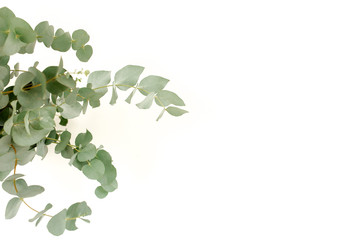A bunch of twigs green eucalyptus in a glass jar on the table.