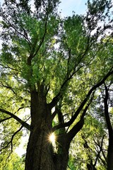 Rare giant tree under blue sky in summer