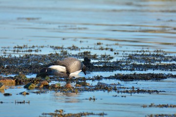 Brent geese on the sea at Plougrescant in Brittany. France
