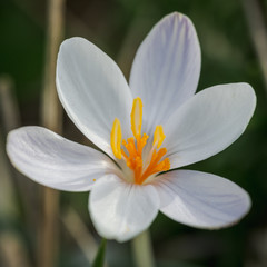 Fototapeta na wymiar white flower, Crocus serotinus, on a winter sunny day