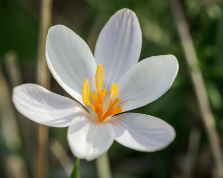 white flower, Crocus serotinus, on a winter sunny day