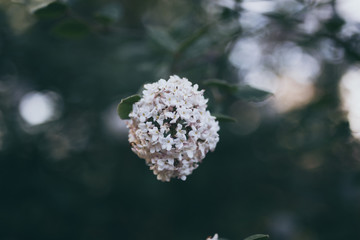 Obraz premium Beautiful spring flower with colorful bokeh