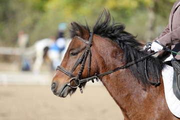 Beautiful expressive horse portrait of a sporting horse