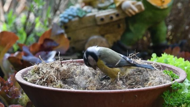 Blue tit (Cyanistes caeruleus) bird collecting dry moss, animal hair and twigs in tray as nest building material for nesting garden birds in spring