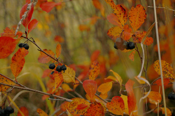 autumn leaves on tree