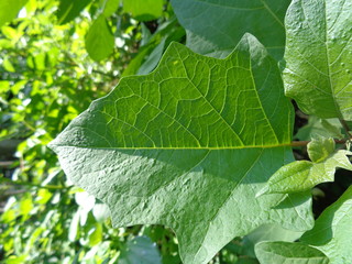 Datura metel L. (Datura metel var. Fastuosa (L.) Saff.) Flowers. thorn apple