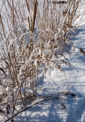 SCHILF IM SCHNEE . REEDS IN THE SNOW