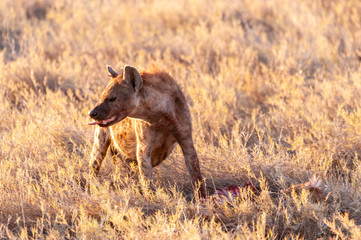 Close-up of a spotted Hyena - Crocuta crocuta- with a prey, seen during the golden hour of sunset in Etosha national Park, Namibia.