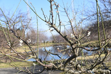 Early blooming Ume blossoms in the botanical garden.