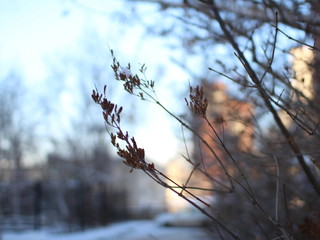 branches of a tree in winter