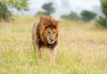 Male Lion Great Caesar from Notches seen near Mara River, Masai Mara, Kenya, Africa