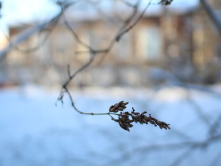 Obraz premium branch of tree in winter