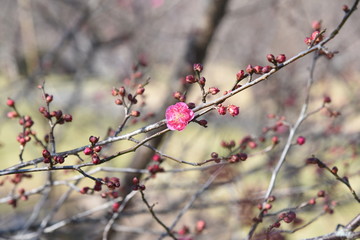 Early blooming Ume blossoms in the botanical garden.
