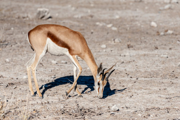 One Impala -Aepyceros melampus- grazing on the plains of Etosha National Park, Namibia.