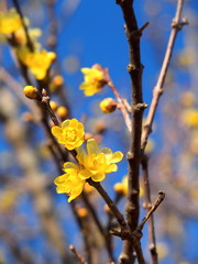 咲き始めたロウバイの花と青空