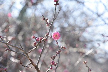 Early blooming Ume blossoms in the botanical garden.