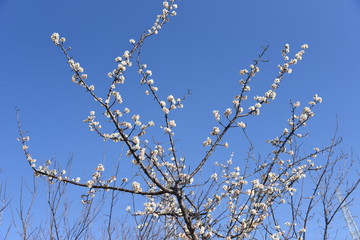 Early blooming Ume blossoms in the botanical garden.