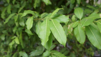 Green leaves blur the background