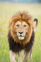 Fototapeta na wymiar Male Lion Great Caesar from Notches seen near Mara River, Masai Mara, Kenya, Africa