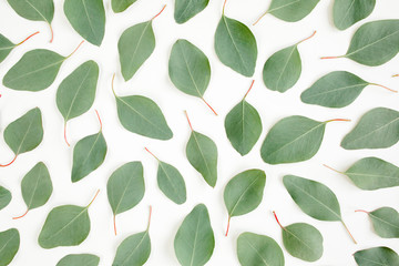 Fototapeta na wymiar Pattern with green leaves eucalyptus populus isolated on white background. Flat lay, top view