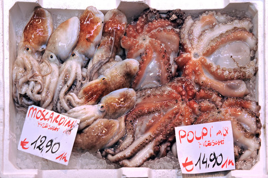 Moschuskrake und Kraken auf einem Fischmarkt in Genua/ Italien