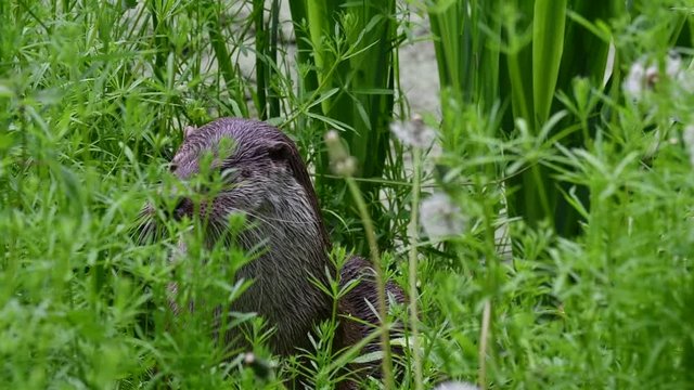 Close up of European river otter (Lutra lutra) sitting in dense vegetation on river bank / riverbank