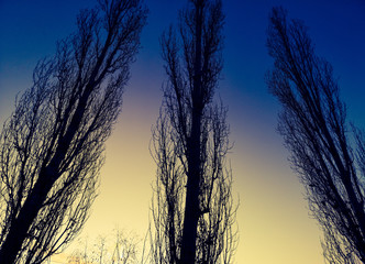 Naked poplars at dawn in the winter sun.