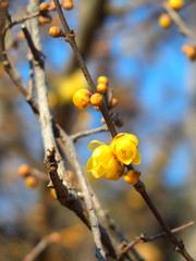 咲き始めたロウバイの花と青空