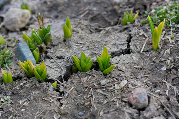 sprouts of tulips in the ground