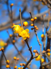 咲き始めたロウバイの花と青空