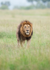 Plakat Male Lion Great Caesar from Notches seen near Mara River, Masai Mara, Kenya, Africa