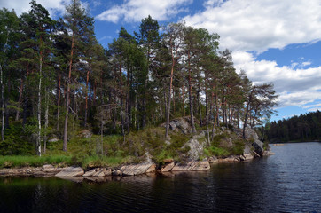 Obraz premium Forest on a summer day in Central Norway