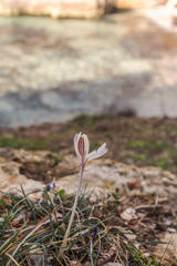 unopened white flower, Crocus serotinus, on a winter sunny day