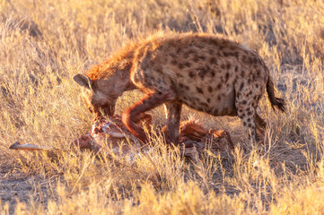 Close-up of a spotted Hyena - Crocuta crocuta- with a prey, seen during the golden hour of sunset in Etosha national Park, Namibia.