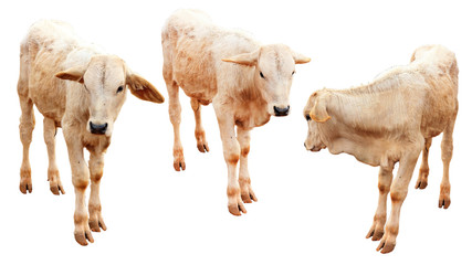 Teen cow isolated on white background.