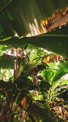 Close-up on a Bunch of Plantains in Musa Tree ( Musa Acuminata) and Beautiful Sunlight
