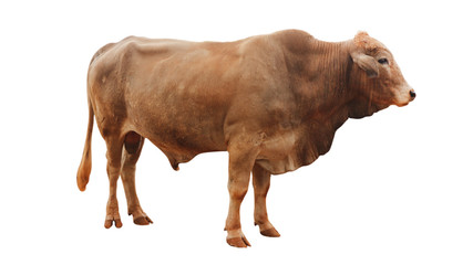Teen cow isolated on white background.